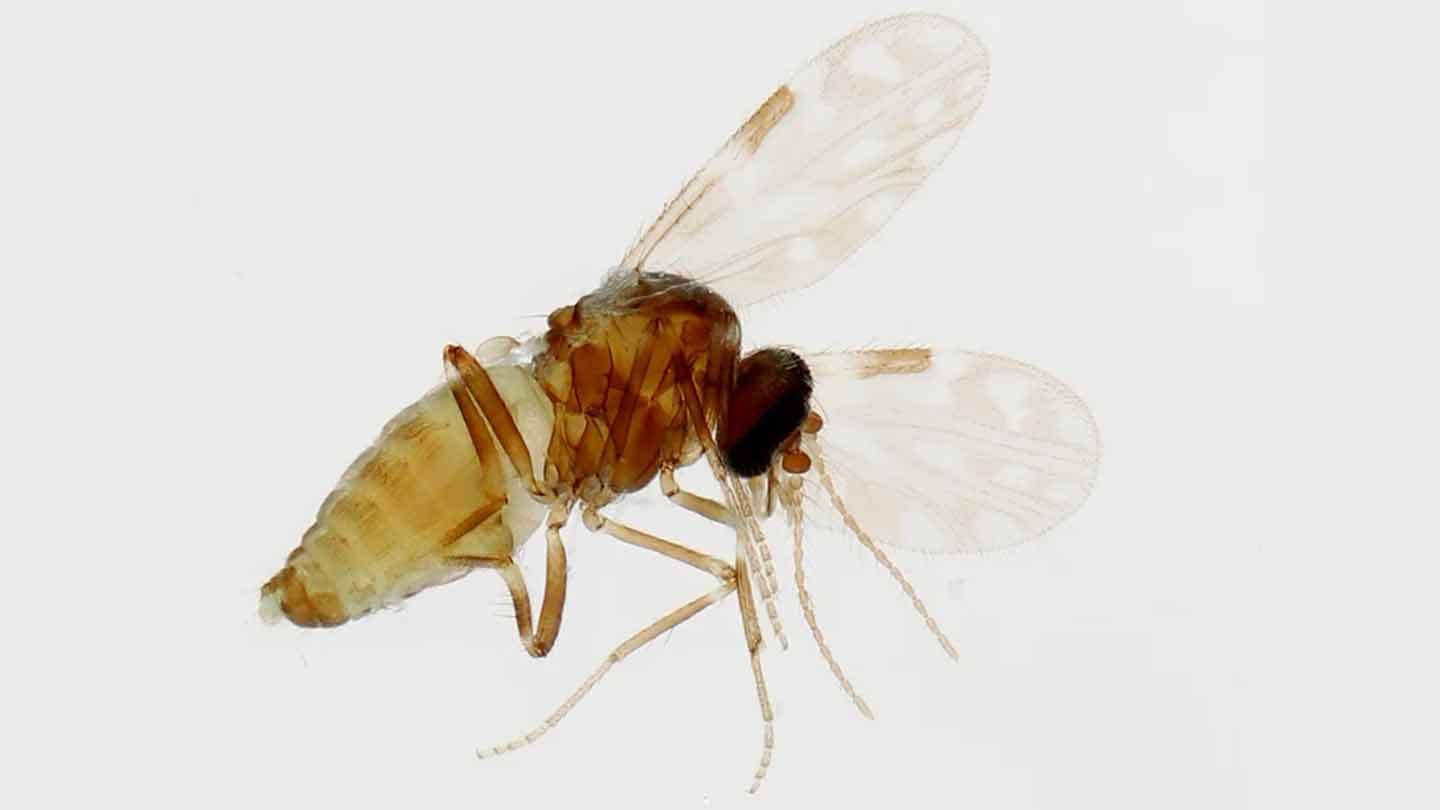 a picture of a fly, which is a very small fly, that transmits the Oropouche virus